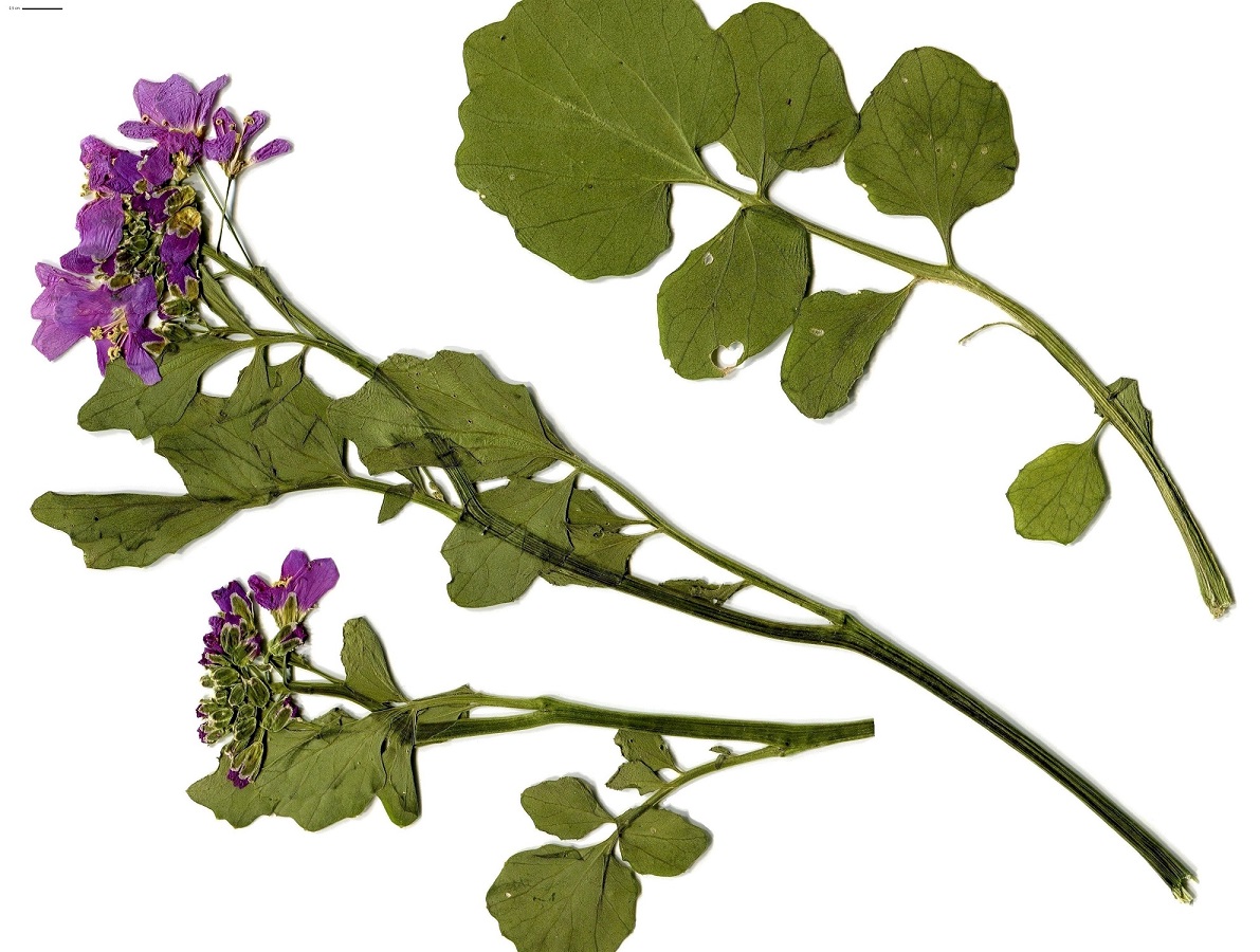 Cardamine raphanifolia (Brassicaceae)